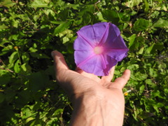 Ipomoea mitchelliae