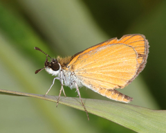Ancyloxypha numitor