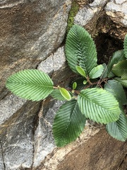 Cercocarpus macrophyllus