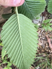 Cercocarpus macrophyllus