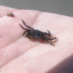 Pachygrapsus socius