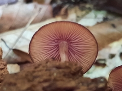 Callistosporium purpureomarginatum