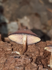 Callistosporium purpureomarginatum