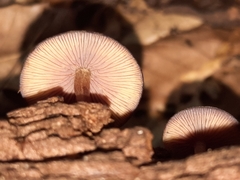 Callistosporium purpureomarginatum