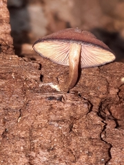 Callistosporium purpureomarginatum