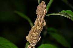 Thecadactylus solimoensis