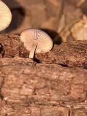 Callistosporium purpureomarginatum
