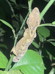 Thecadactylus solimoensis