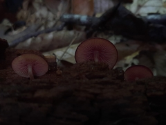 Callistosporium purpureomarginatum