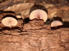 Callistosporium purpureomarginatum