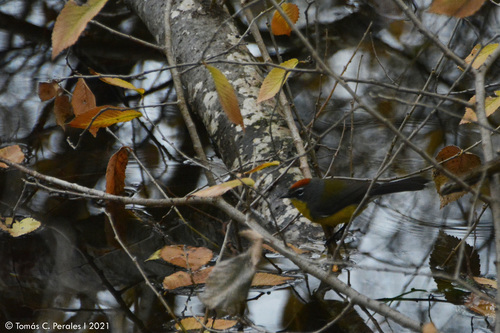 Brown-capped Whitestart (Myioborus brunniceps), photo 6