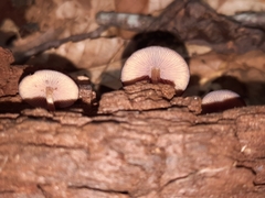 Callistosporium purpureomarginatum