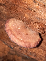 Callistosporium purpureomarginatum