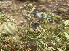 Plebejus anna