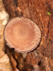 Callistosporium purpureomarginatum