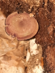Callistosporium purpureomarginatum