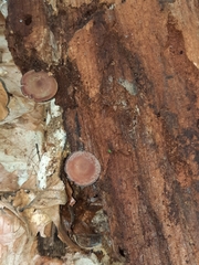 Callistosporium purpureomarginatum