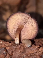 Callistosporium purpureomarginatum