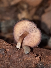 Callistosporium purpureomarginatum