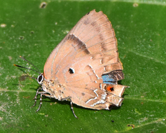 Parrhasius orgia