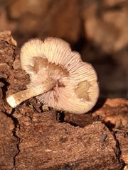 Callistosporium purpureomarginatum