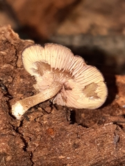 Callistosporium purpureomarginatum