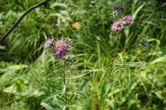 Saussurea parviflora