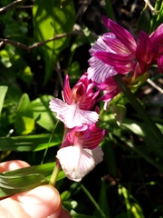 Anacamptis papilionacea grandiflora