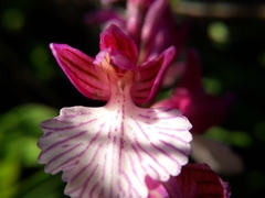 Anacamptis papilionacea grandiflora