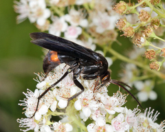 Poecilopompilus algidus