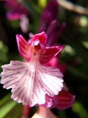 Anacamptis papilionacea grandiflora