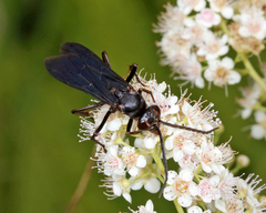 Poecilopompilus algidus