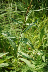 Saussurea parviflora