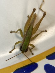 Dichromorpha elegans