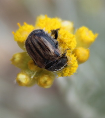 Blitopertha lineolata