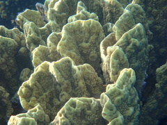 Millepora platyphylla