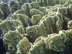 Millepora platyphylla