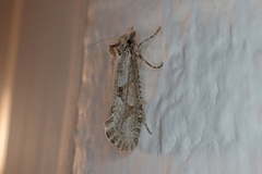 Acrolophus variabilis