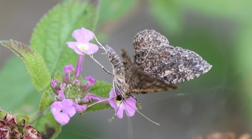 photo of Somber Carpet Moth (Disclisioprocta stellata)