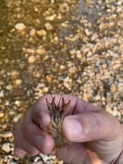 Faxonius punctimanus