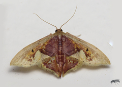 Idaea flavicosta