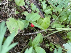 Streptopus streptopoides