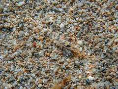 Pomatoschistus marmoratus
