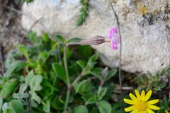 Silene sericea