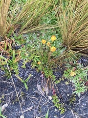 Gentianella hirculus
