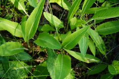 Saussurea parviflora