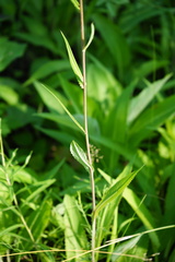 Saussurea parviflora