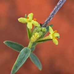 Pimelea microcephala