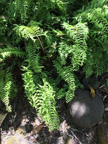 Nephrolepis falcata observed 2021-08-04