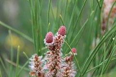 Pinus brutia